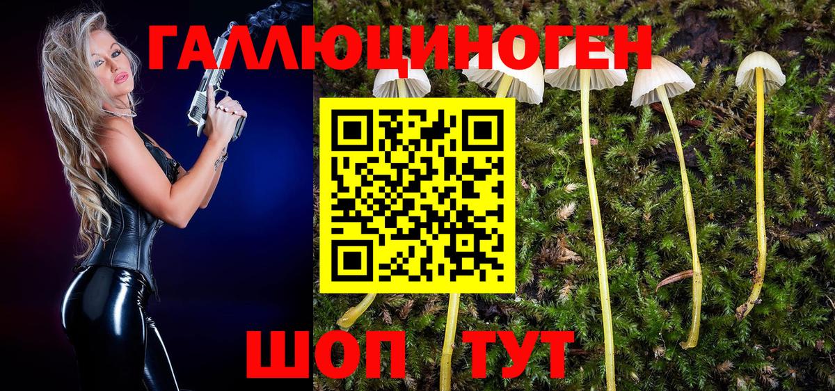 где можно купить наркотик  Вход с VPN  Зима  Псилоцибиновые грибы Psilocybe 